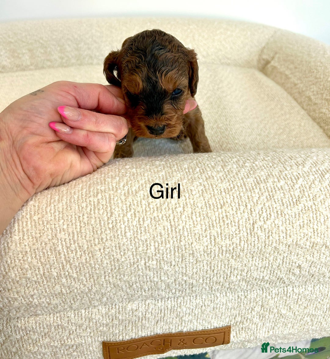 Cockapoo dogs for sale: Amazing mix of colours F1 Cockapoo pups - Image 7