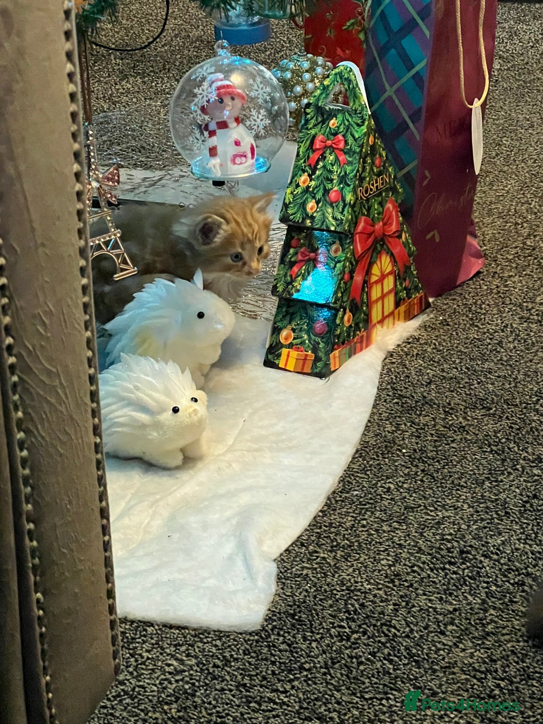 Mixed Breed cats for sale: 🐾 Adorable Ginger Kittens  🐾 - Advert 1