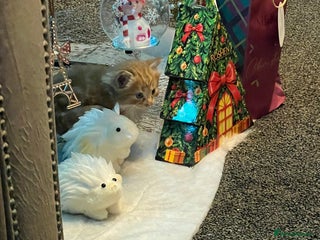 Mixed Breed cats 🐾 Adorable Ginger Kittens 🐾 - Advert 5