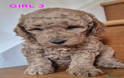Mini Goldendoodle dogs for sale: F1b Red Miniature Goldendoodles tested parents - Image 34