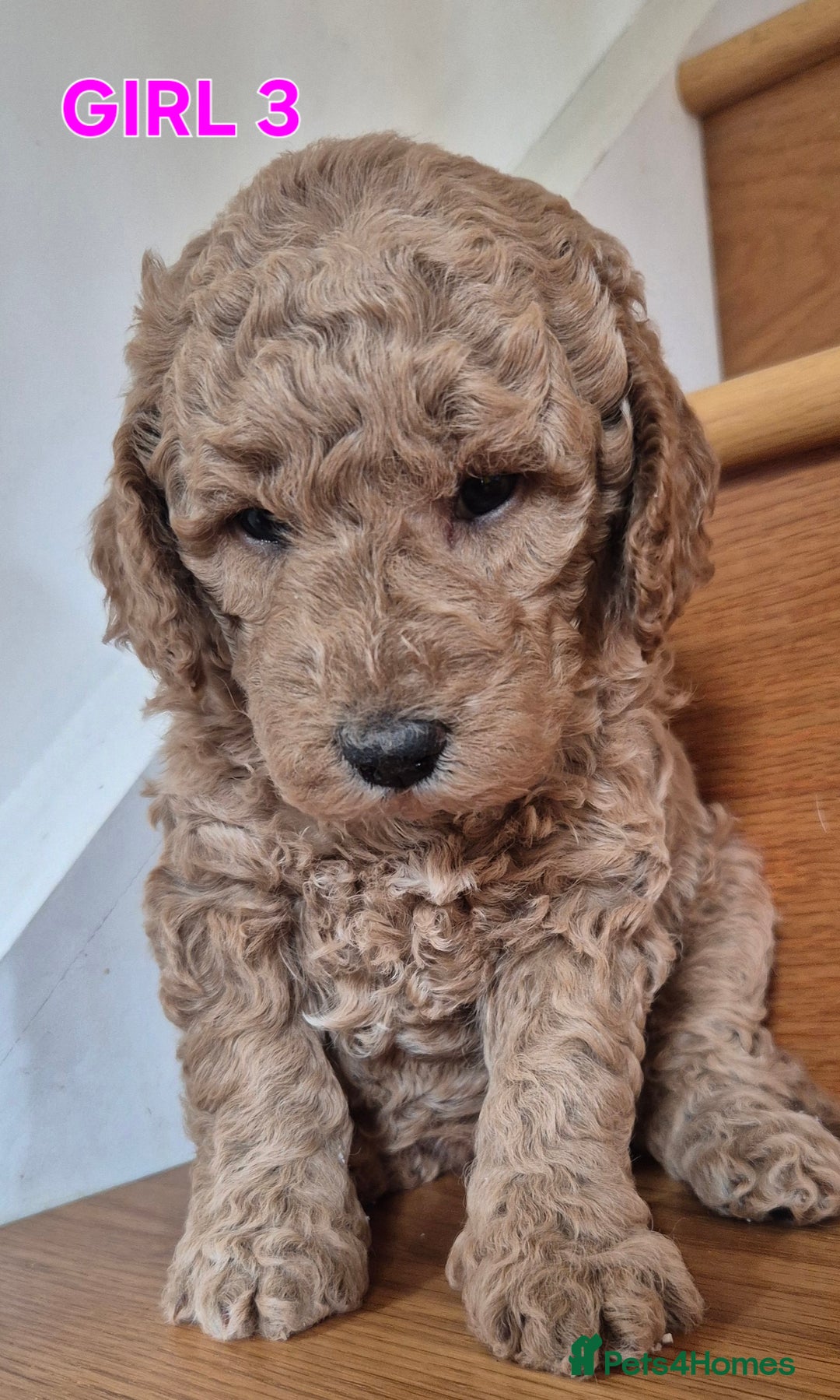 Mini Goldendoodle dogs for sale: F1b Red Miniature Goldendoodles tested parents - Image 34
