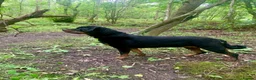 Rottweiler dogs for stud: Stud Wanted for Rottweiler Bitch - Advert 2