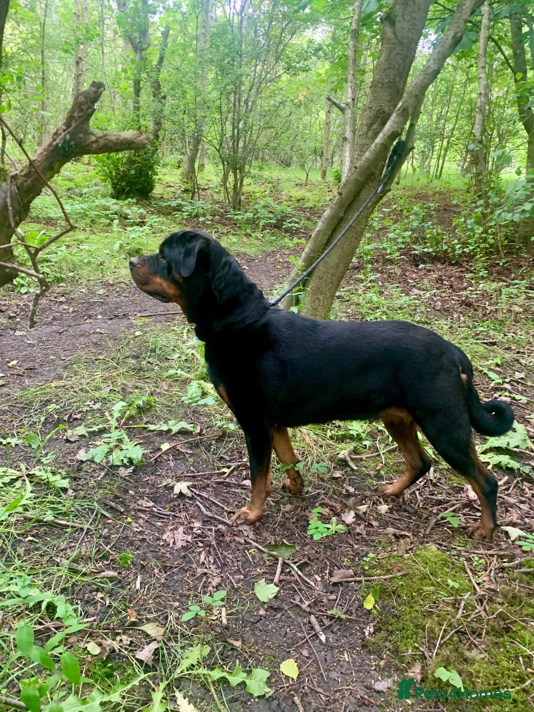 Rottweiler dogs for stud: Stud Wanted for Rottweiler Bitch - Advert 2