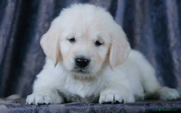 Golden Retriever dogs for sale: golden retriever  - Image 5