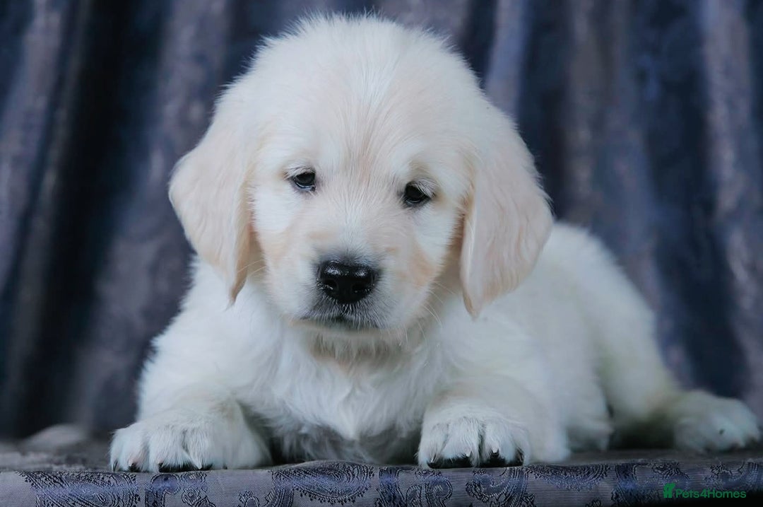 Golden Retriever dogs for sale: golden retriever  - Image 5