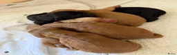 Mixed Breed dogs for sale: Beautiful double doodle puppies in Tredegar - Advert 15