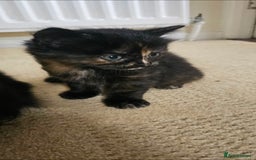 Mixed Breed cats for sale: Three beautiful kittens - Image 8