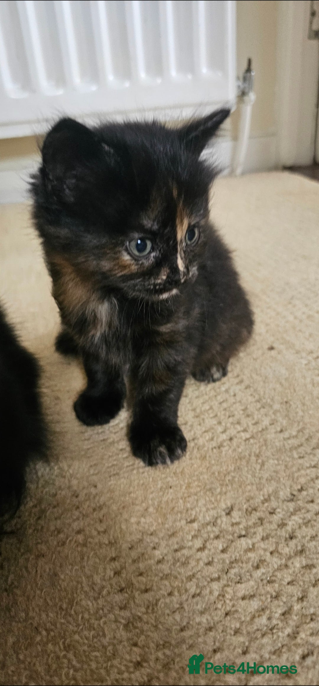 Mixed Breed cats for sale: Three beautiful kittens - Image 8