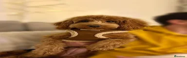 Cavapoo 1