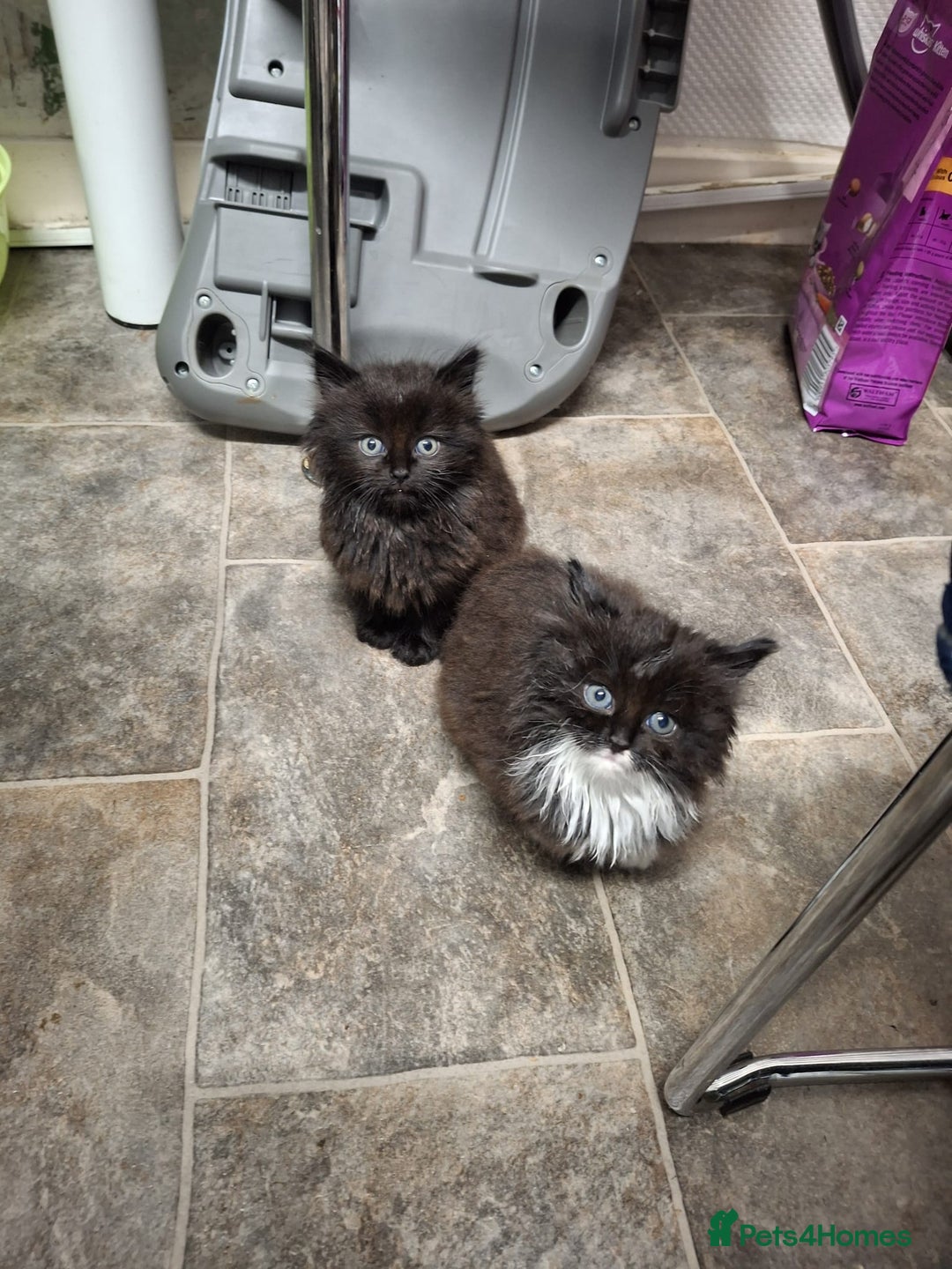 Mixed Breed cats for sale: For sale kittens 😸 ♥️  - Advert 6