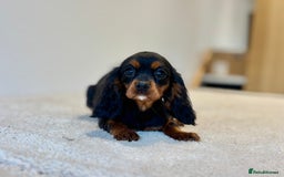 Cavalier King Charles Spaniel dogs for sale: Black & Tan Cavalier King Charles Spaniels - Advert 5