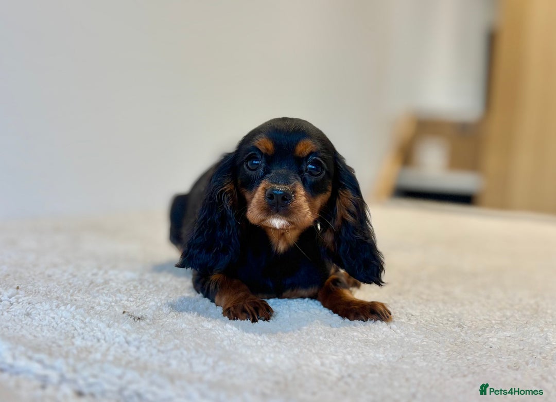 Cavalier King Charles Spaniel dogs for sale: Black & Tan Cavalier King Charles Spaniels - Advert 5