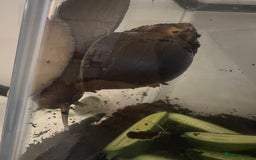 Snails invertebrates for sale: Giant African Land Snails - Image 9