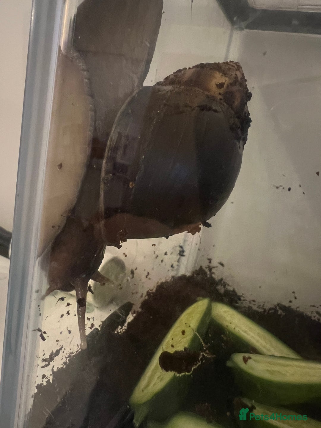 Snails invertebrates for sale: Giant African Land Snails - Image 9