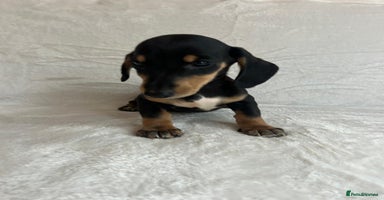 Miniature Dachshund dogs - Advert 9
