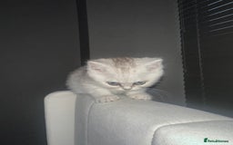 British Shorthair cats for sale: British Shorthair X Persian Kitten  - Image 2
