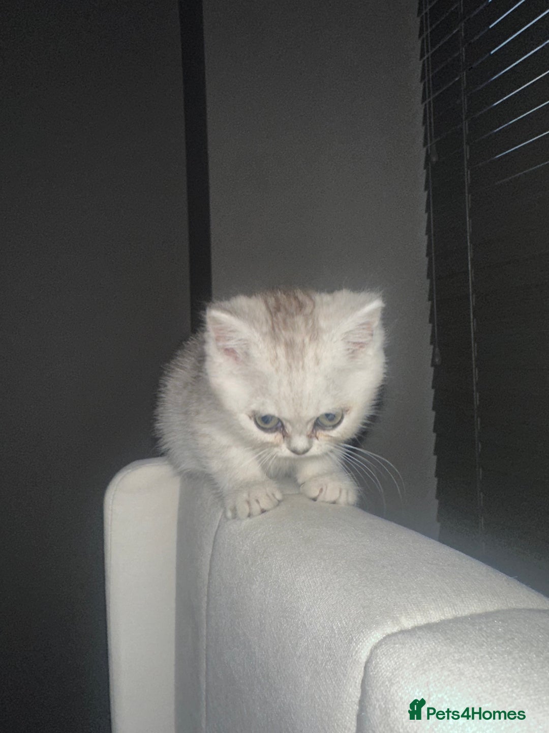 British Shorthair cats for sale: British Shorthair X Persian Kitten  - Image 2