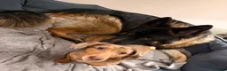 German Shepherd dogs for stud: Stunning Long-Coat German Shepherd Stud Available in Preston - Advert 8