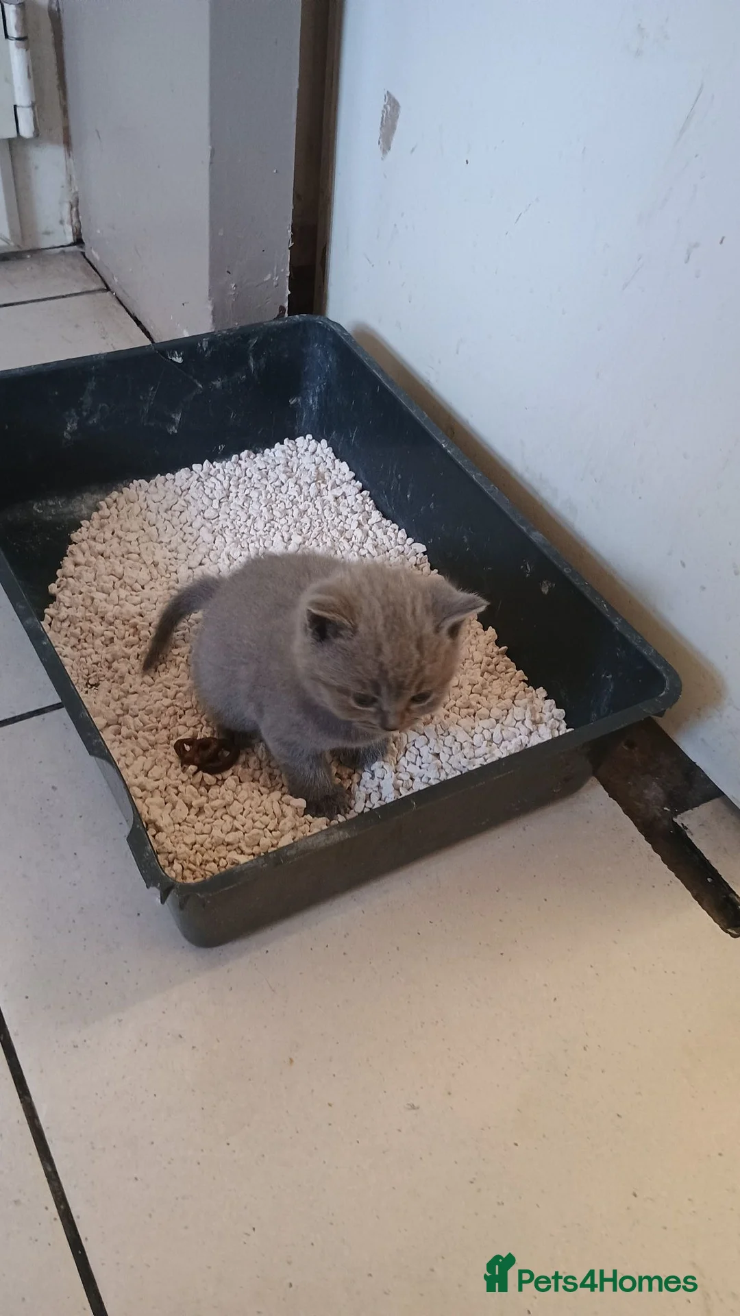 British Shorthair cats for sale: Stunning British shorthair blue kittens - Advert 8
