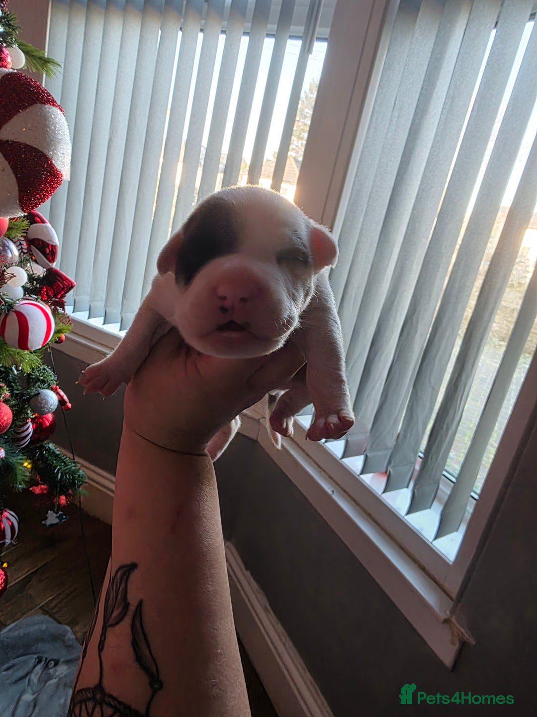 Mixed Breed dogs for sale: Staff x american bulldog puppies - Advert 20