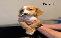 Cocker Spaniel dogs for sale: Beautiful cocker spaniel puppies ready now - Image 4