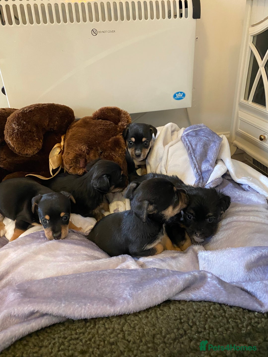 Jack Russell dogs for sale: Beautiful jacket Russell puppies for sale  - Advert 7