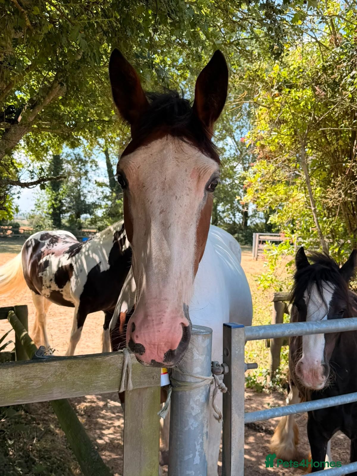 Trotter horses Big beautiful gelding  - Advert 18