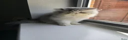 Persian cats for sale: Cute Silver Tabby PERSIAN Kitten for Sale | Loving - Advert 15
