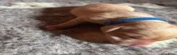 Labrador Retriever dogs for sale: Labrador Puppies For Sale! - Advert 27