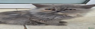 Persian 4