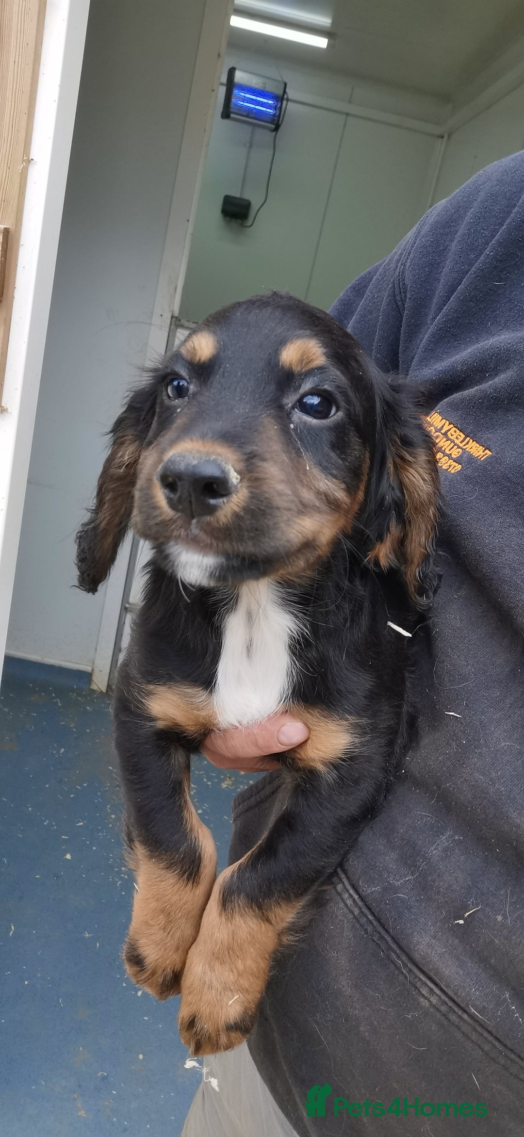 Cocker Spaniel dogs for sale: beautiful tri coloured working cocker spaniels  - Image 4