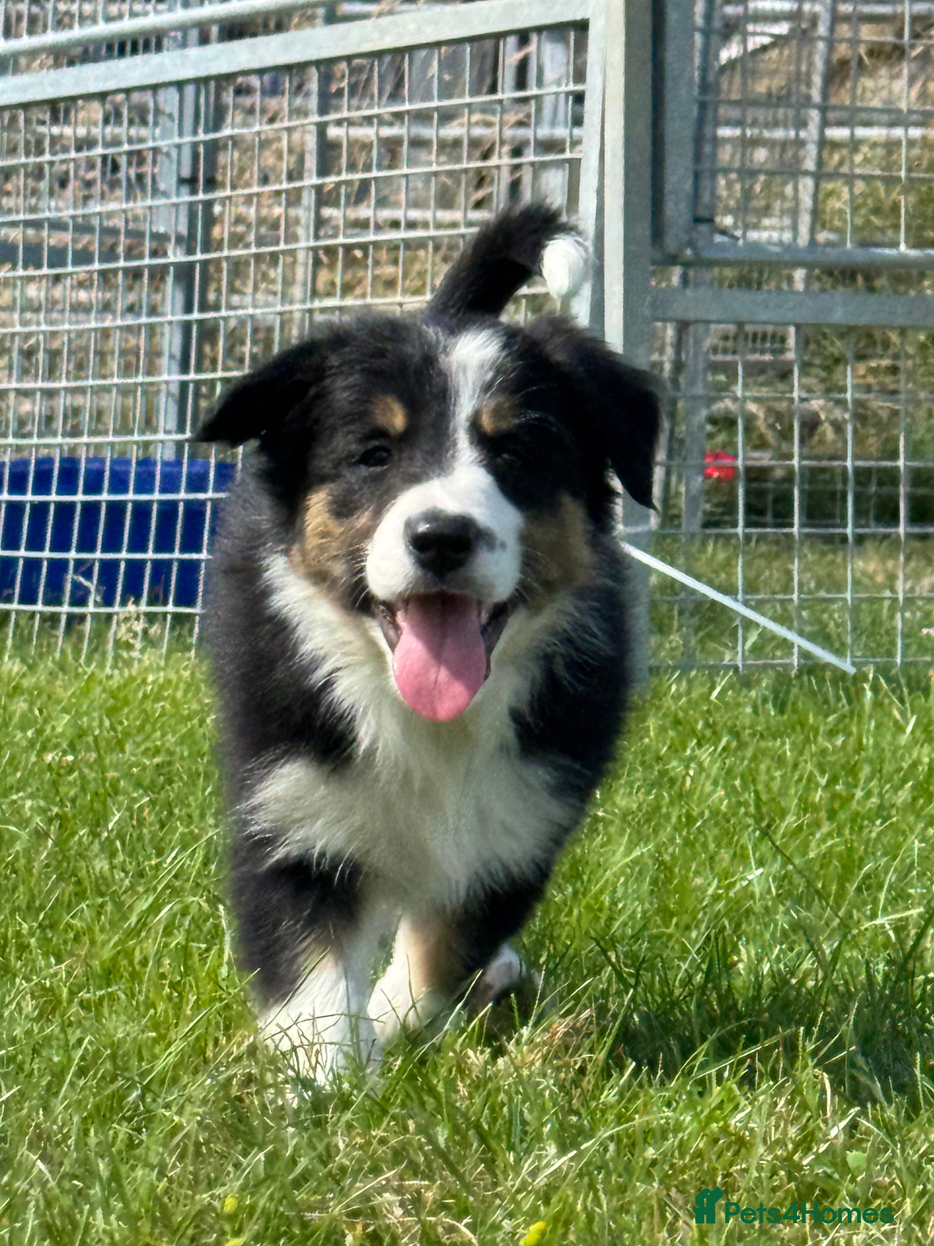 Border Collie dogs Beautiful KC Reg Border Collie puppies  - Advert 1