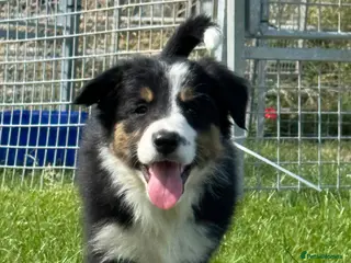 Border Collie dogs Beautiful KC Reg Border Collie puppies - Advert 1