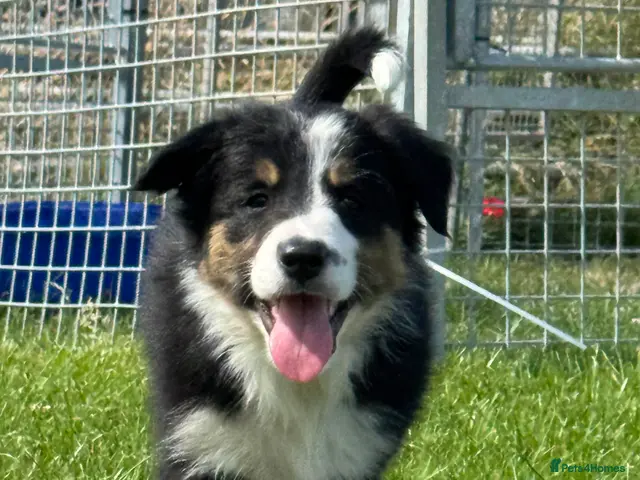 Border Collie dogs for sale: Beautiful KC Reg Border Collie puppies - Advert 1