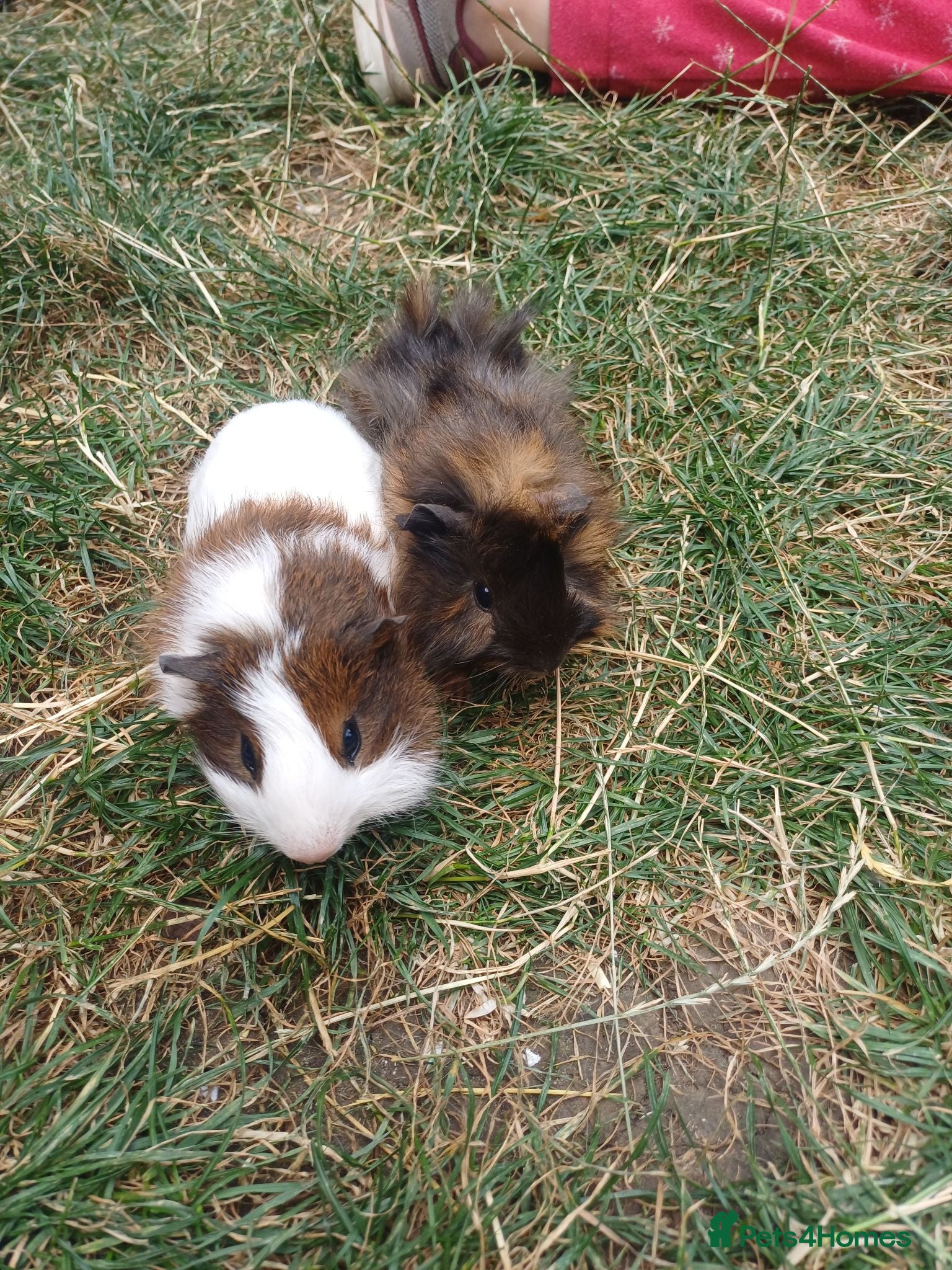 Guinea Pig rodents Brothers 8 weeks old  - Advert 12