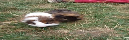 Guinea Pig rodents for sale: Brothers 8 weeks old  - Advert 1