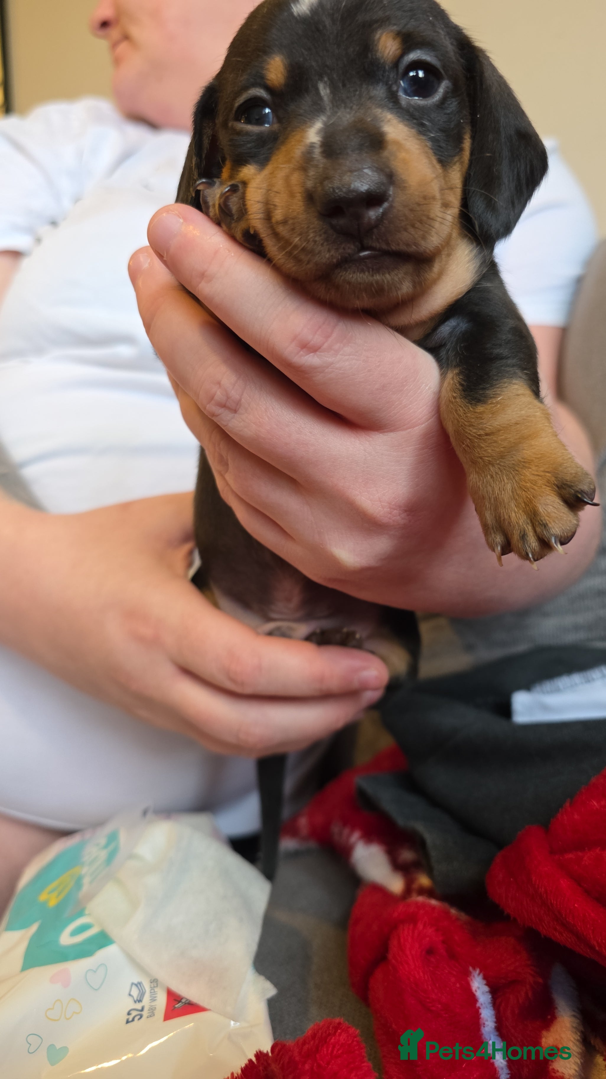 Miniature Dachshund dogs Male Miniature Dachshund - Advert 7