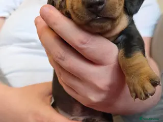 Miniature Dachshund dogs Male Miniature Dachshund - Advert 17