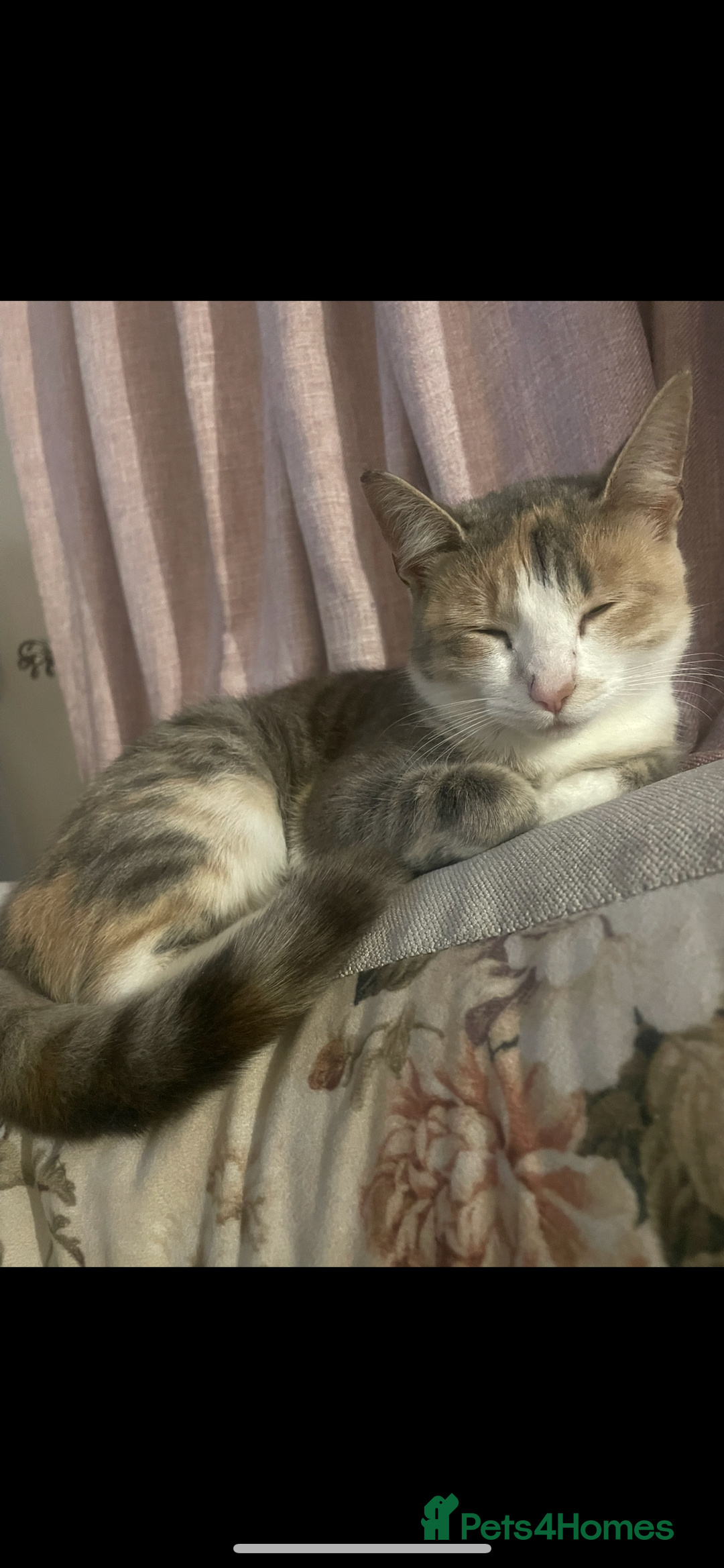 Mixed Breed cats for sale: 3 BOYS AVAILABLE - Advert 1