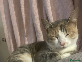 Mixed Breed cats 3 BOYS AVAILABLE - Advert 8