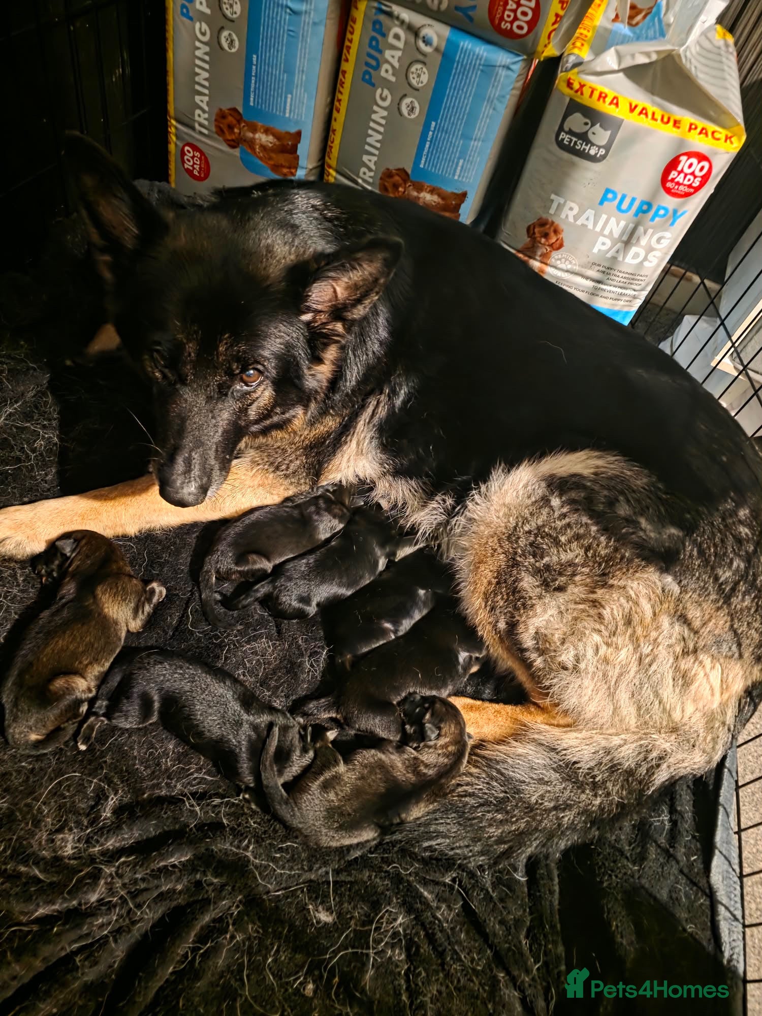 German Shepherd dogs German Shepard puppies (full breed) - Advert 3