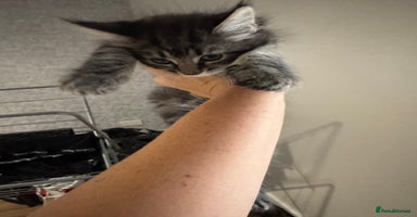 Mixed Breed cats - Advert 7