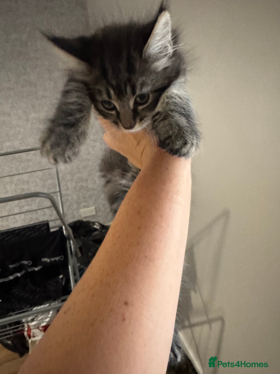 Mixed Breed cats for sale: 2 kittens looking for their forever homes - Image 2
