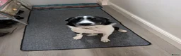Border Collie dogs for sale: Looking For A New Home For Jack  in Derby - Advert 1