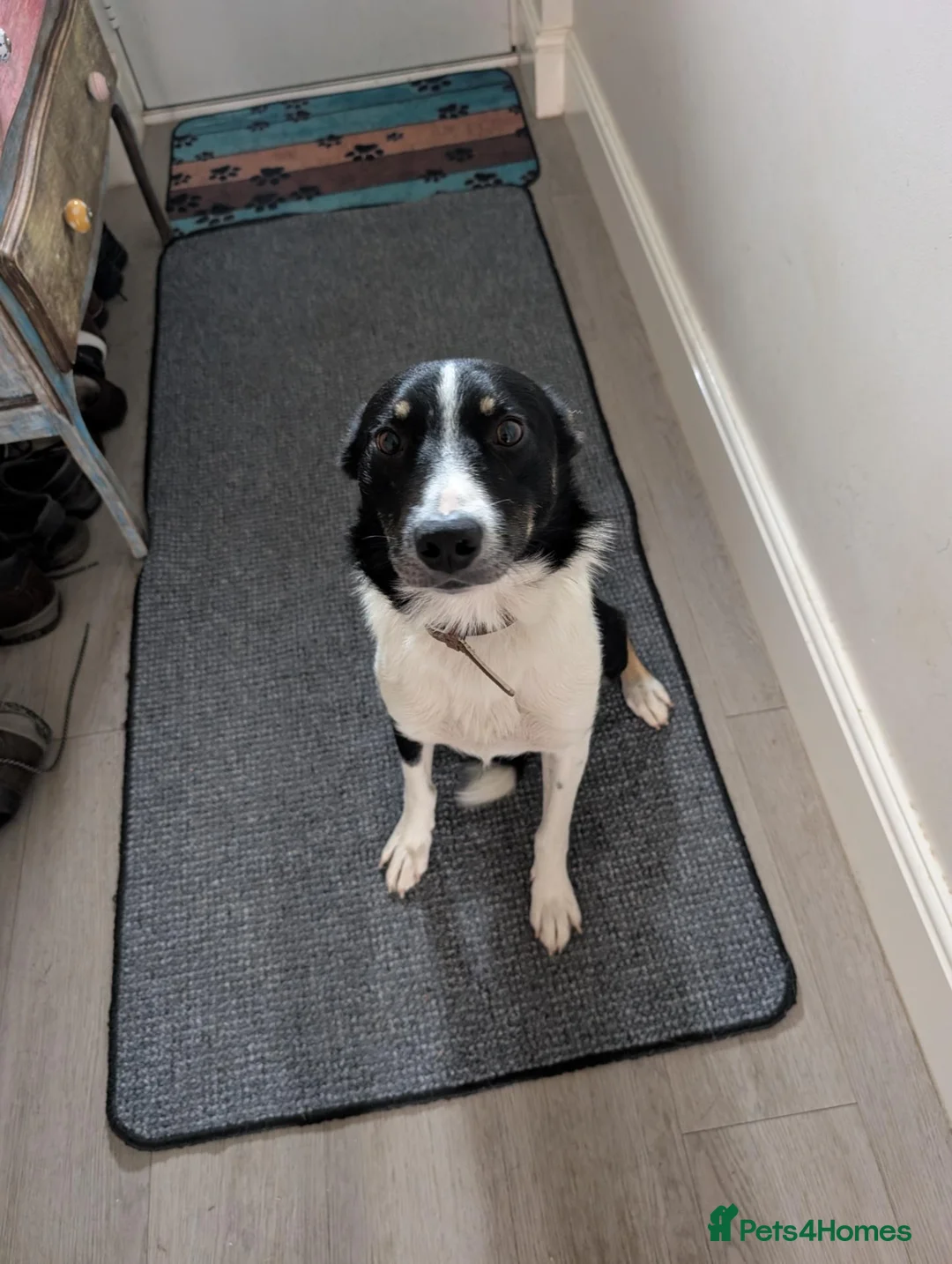 Border Collie dogs for sale: Looking For A New Home For Jack  in Derby - Advert 1