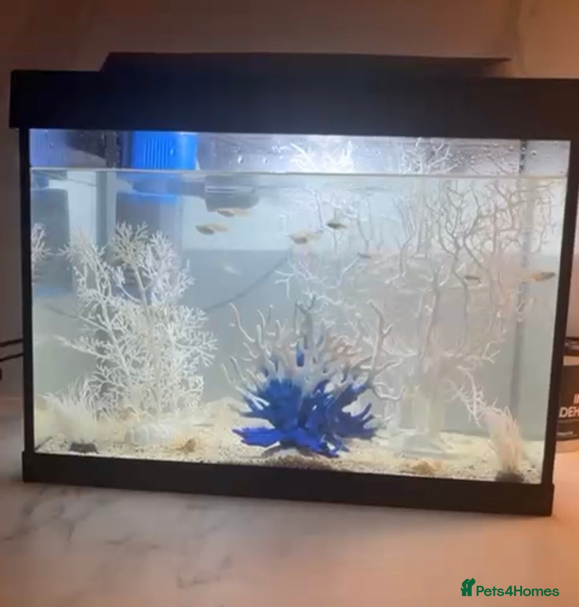 Bettas fish Fish for sale tank and accessories included  - Advert 5