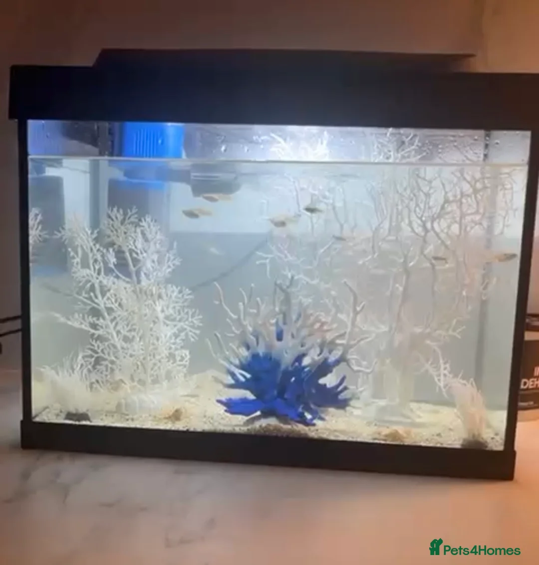 Bettas fish for sale: Fish for sale tank and accessories included  - Advert 1