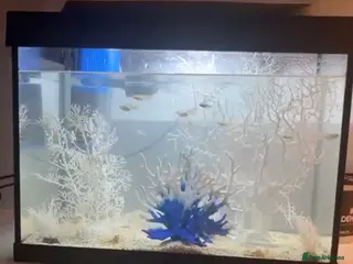 Bettas fish Fish for sale tank and accessories included - Advert 5