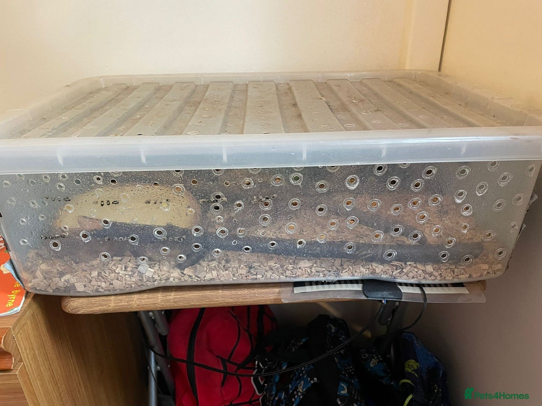 Python Snake reptiles for sale: Female ball python - Image 5
