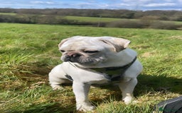 Pug dogs for sale: Beautiful Pug Puppies Male 10weeks old - Image 21
